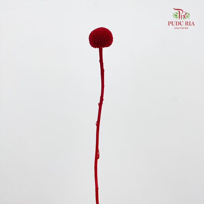 Preservative Craspedia - Red