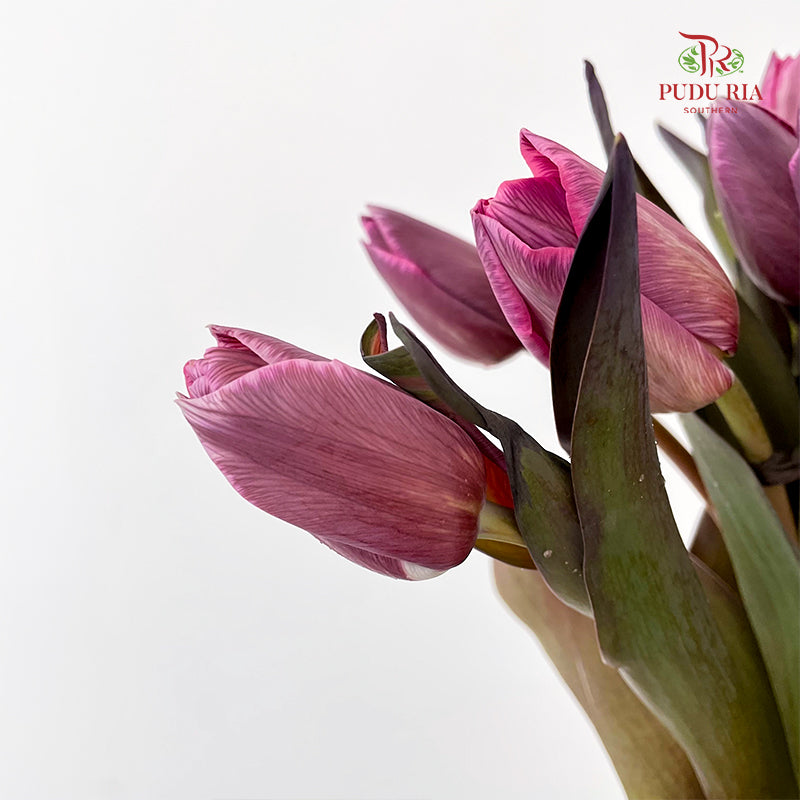 Tulip Dyed Colour Pink 郁金香 - (8-10 Stems)