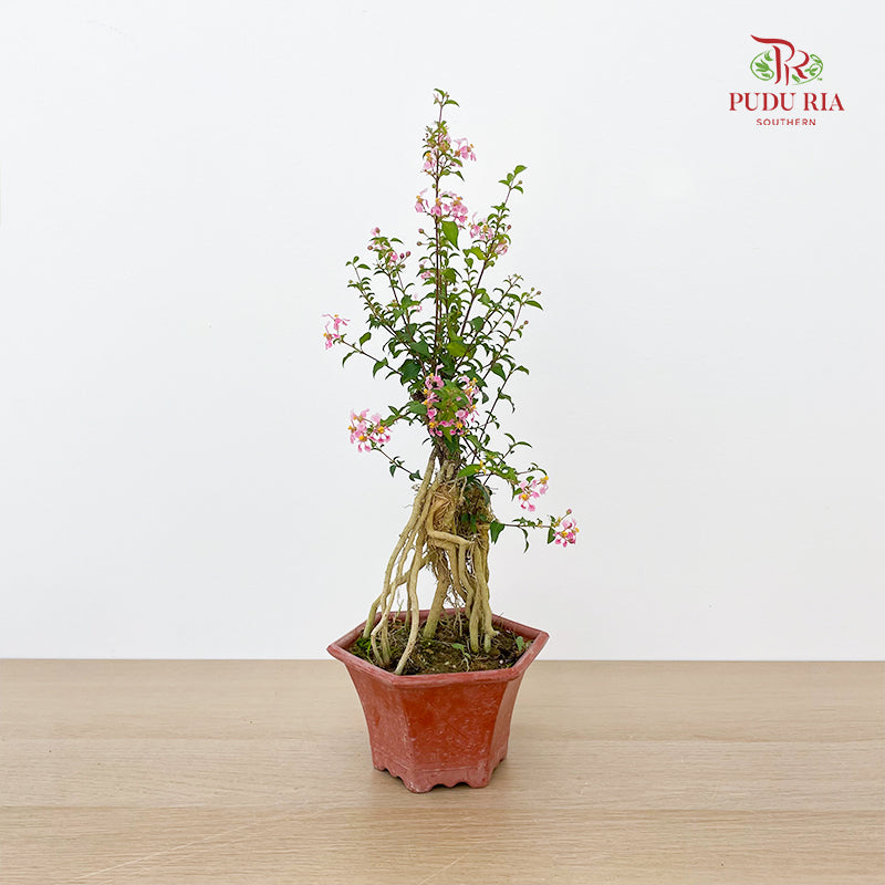 Cherry Ginseng