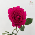 Rose Hot Wave Pink - (8-10 Stems)
