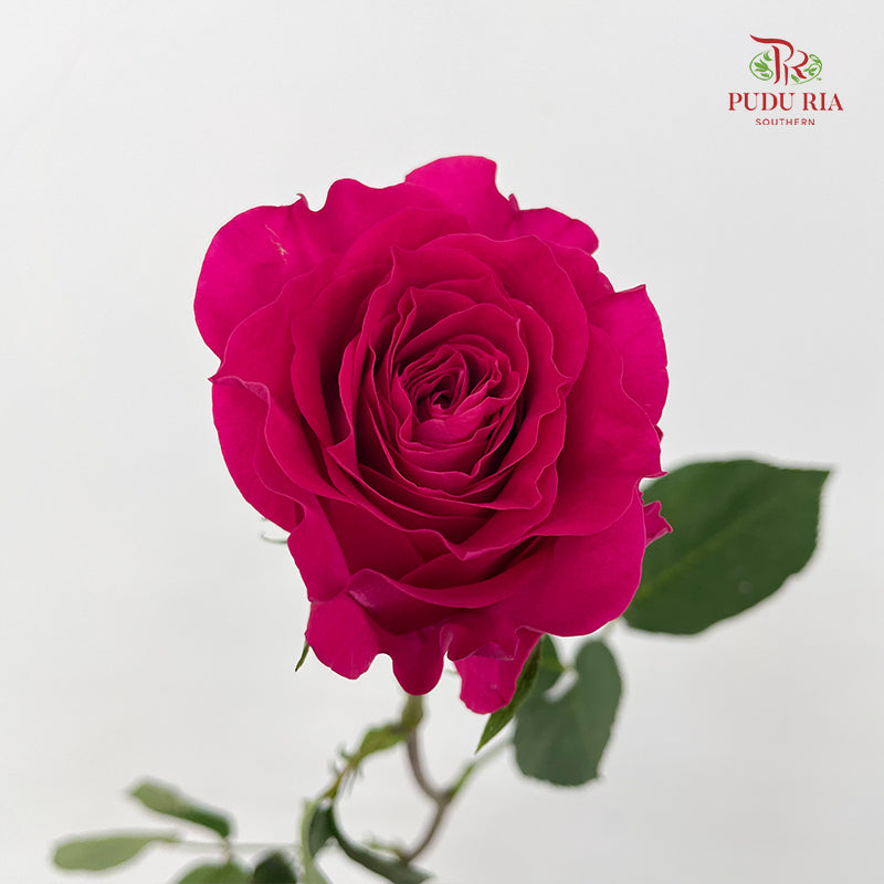 Rose Hot Wave Pink - (8-10 Stems)