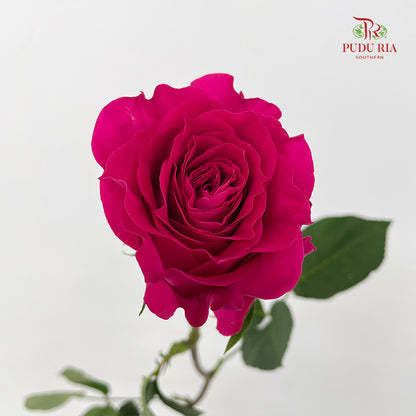 Rose Hot Wave Pink - (8-10 Stems)