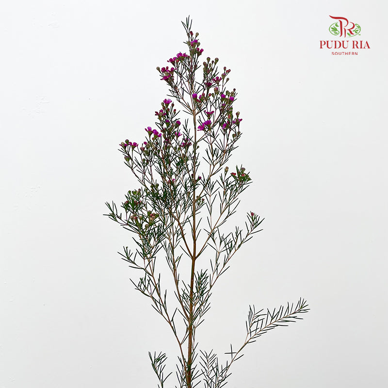 Wax Flower Pink 蜡花 - (Per Bundle)