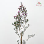 Wax Flower Pink 蜡花 - (Per Bundle)
