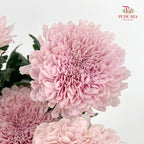 Net Mum Chrysanthemum Pink - (10-12 Stems)