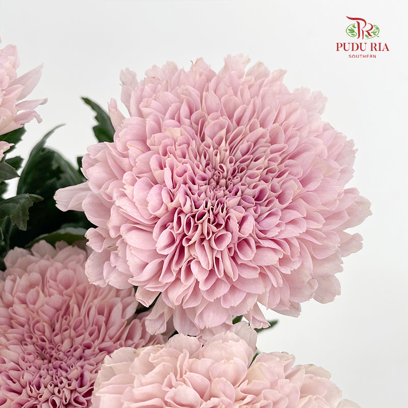 Net Mum Chrysanthemum Pink - (10-12 Stems)
