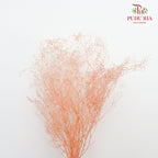 Preservative Baby Breath - Peach - Pudu Ria Florist Southern