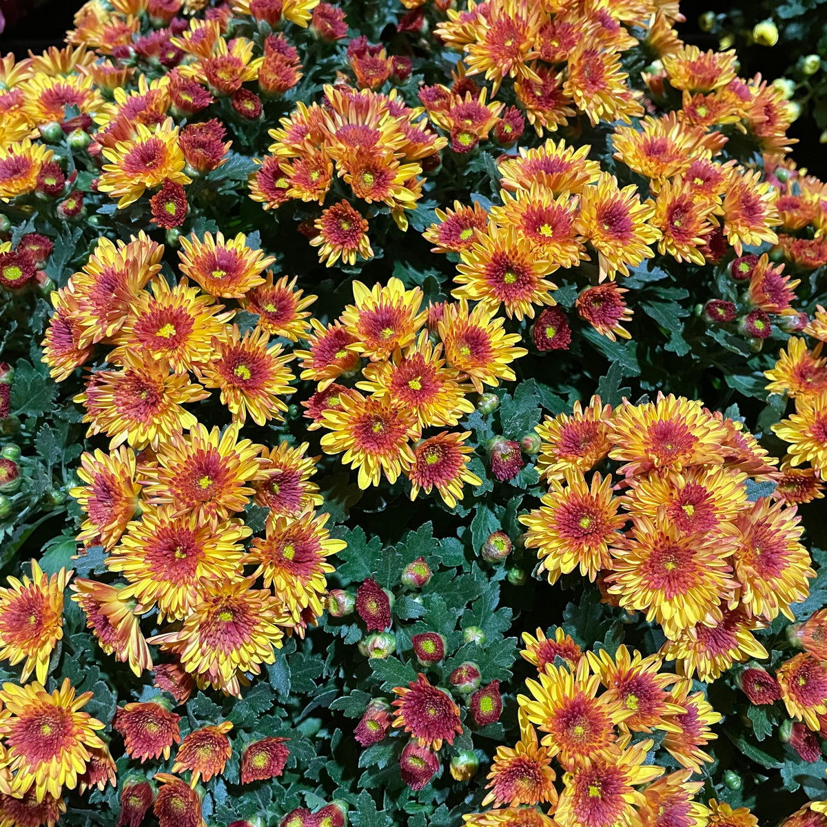 Chrysanthemum Gypsophilla P310 菊花满天星 2025