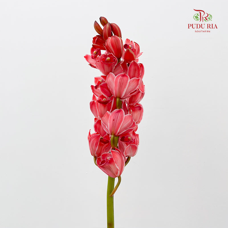 Cymbidium Orchids Coral 大花蕙兰 - (Per Stem)