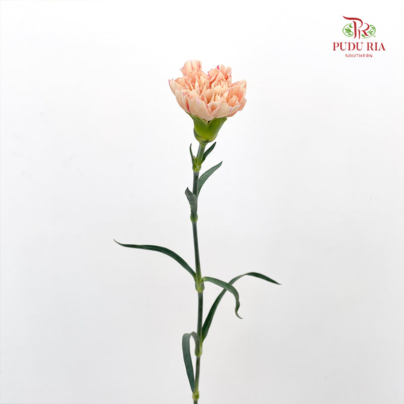 Carnation First Kiss 初吻康乃馨- (18-20 Stems)