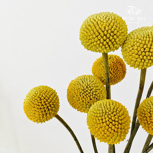 Craspedia Yellow - (8-10 Stems)