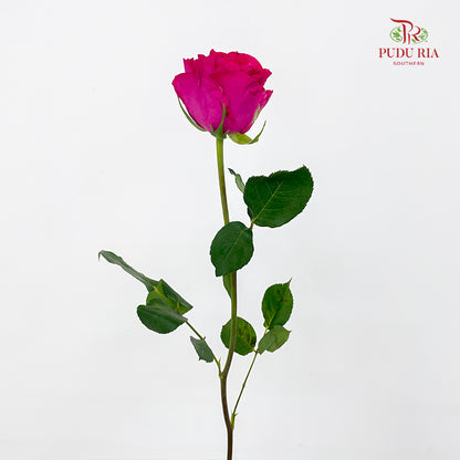 Rose Hot Wave Pink - (8-10 Stems)