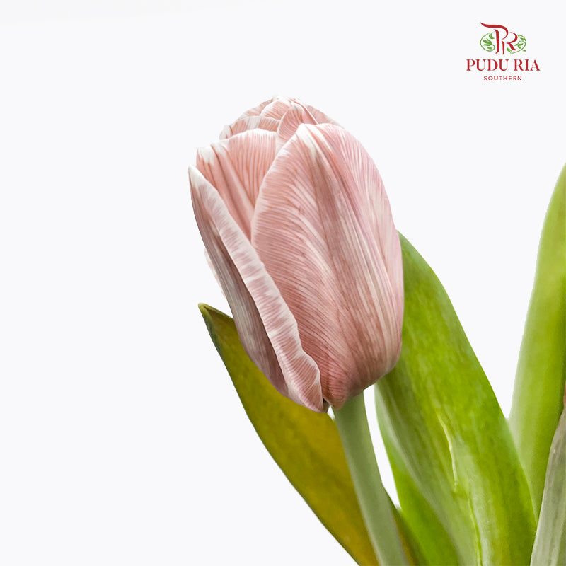 Tulip Dyed Colour Brown 郁金香 - (8-10 Stems)