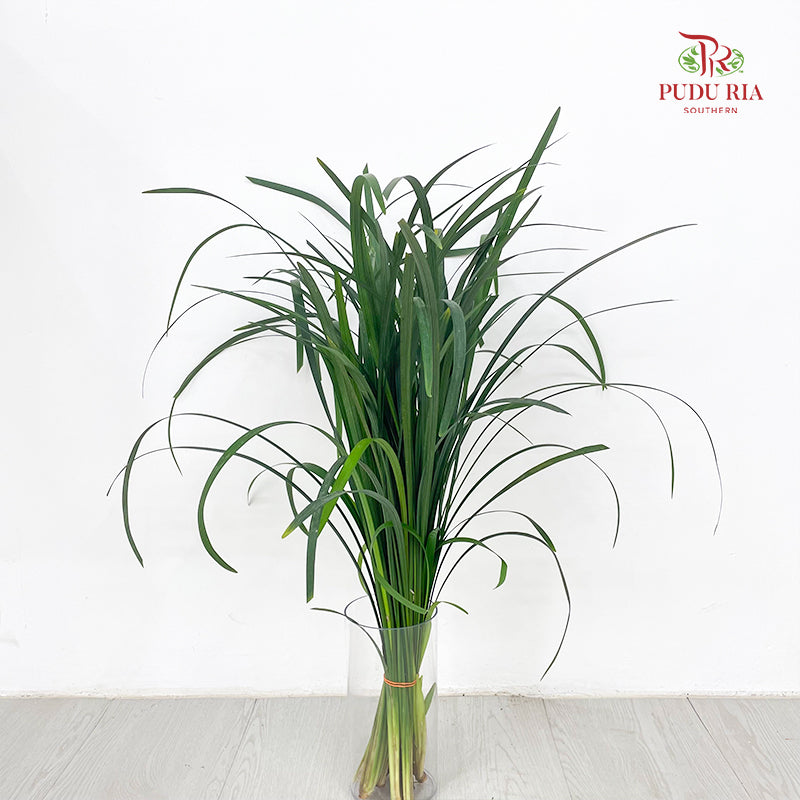 Beargrass Dark green 春兰叶 - (Per Bundle)