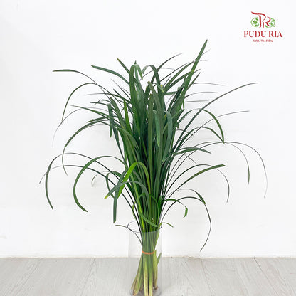 Beargrass Dark green 春兰叶 - (Per Bundle)