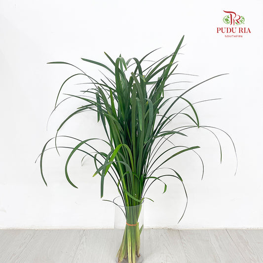 Beargrass Dark green 春兰叶 - (Per Bundle)