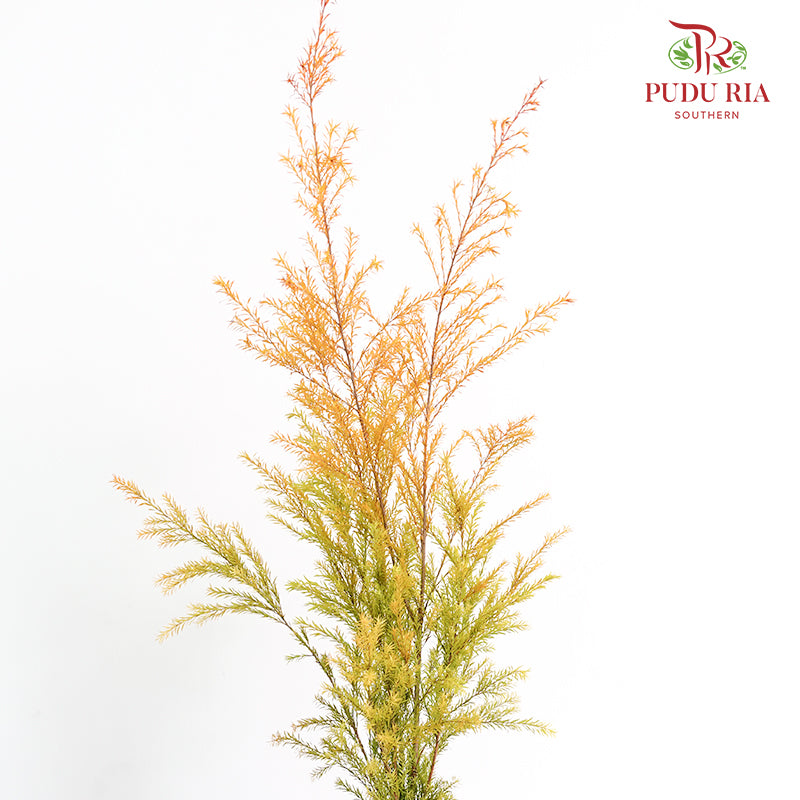 Melaleuca Gold Leaf Orange - (Per Bundle)