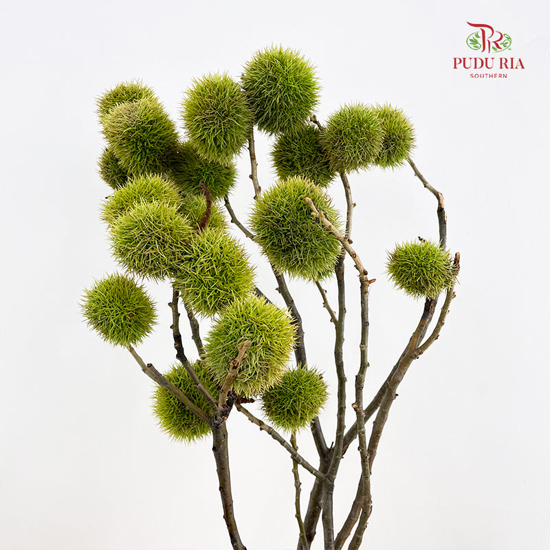 Chestnut - (Per Bundle)