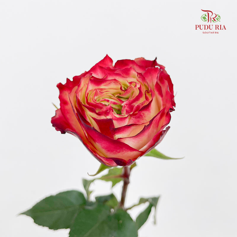 Rose Apple Jack - (8-10 Stems)