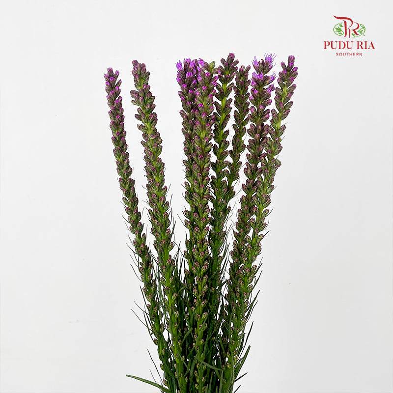 Liatris Spicata 蛇鞭菊 - (Per Bundle)