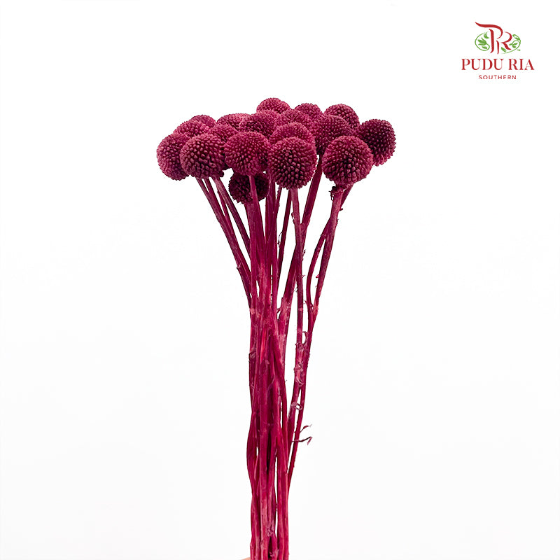 Preservative Craspedia - Maroon