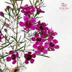 Wax Flower Pink 蜡花 - (Per Bundle)
