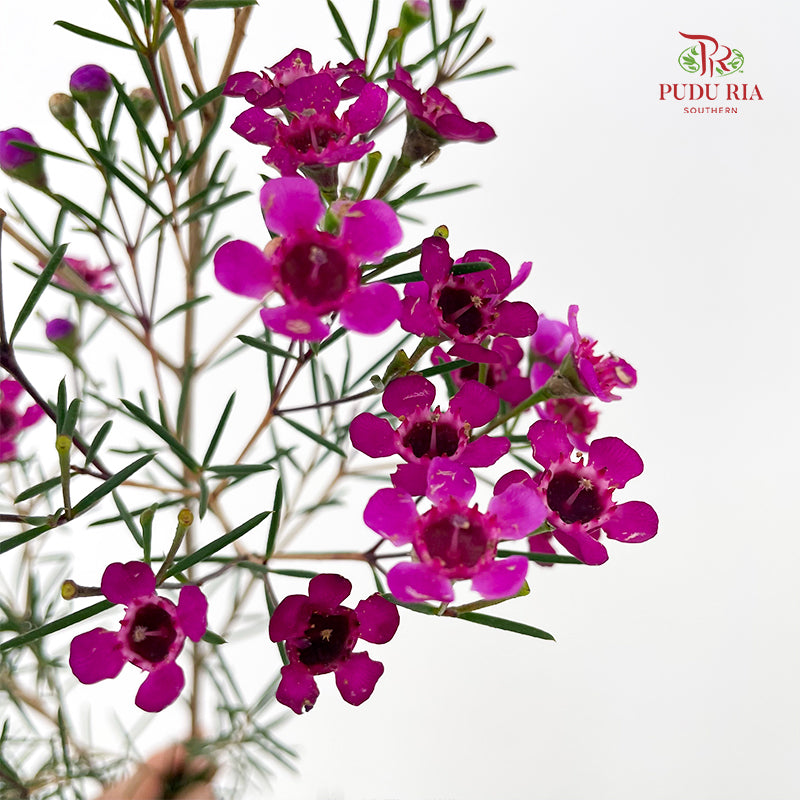 Wax Flower Pink 蜡花 - (Per Bundle)