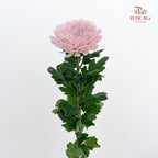 Net Mum Chrysanthemum Pink - (10-12 Stems)