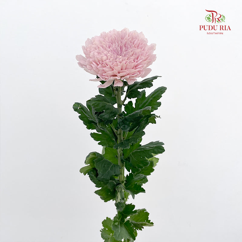 Net Mum Chrysanthemum Pink - (10-12 Stems)