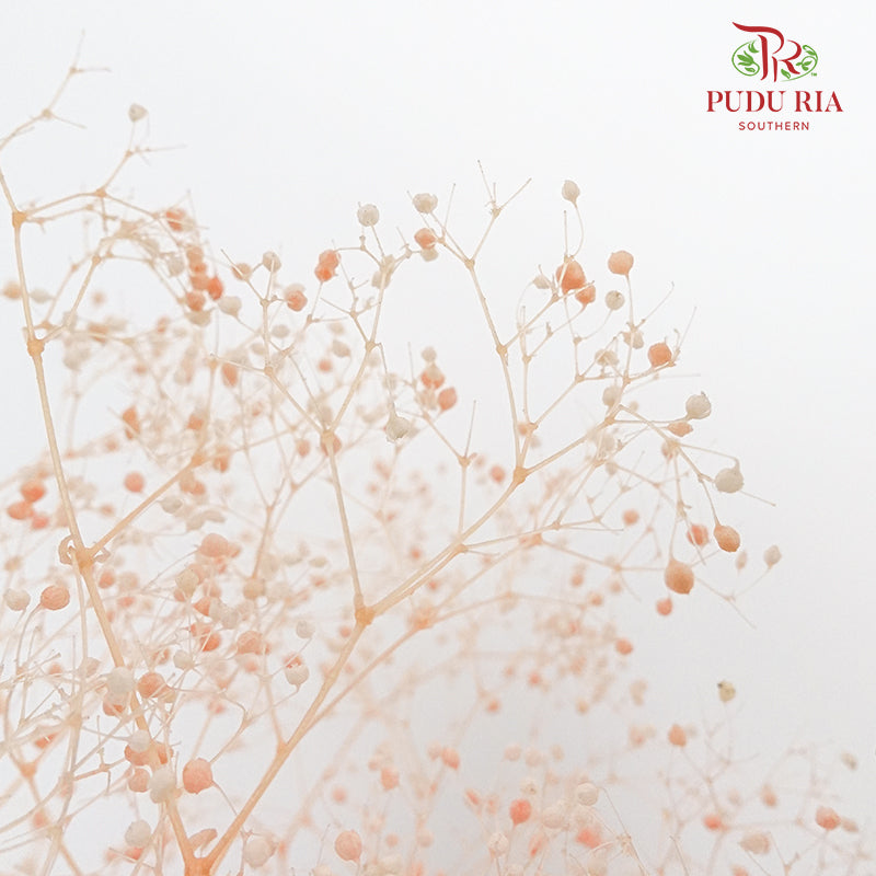 Preservative Baby Breath - Peach - Pudu Ria Florist Southern