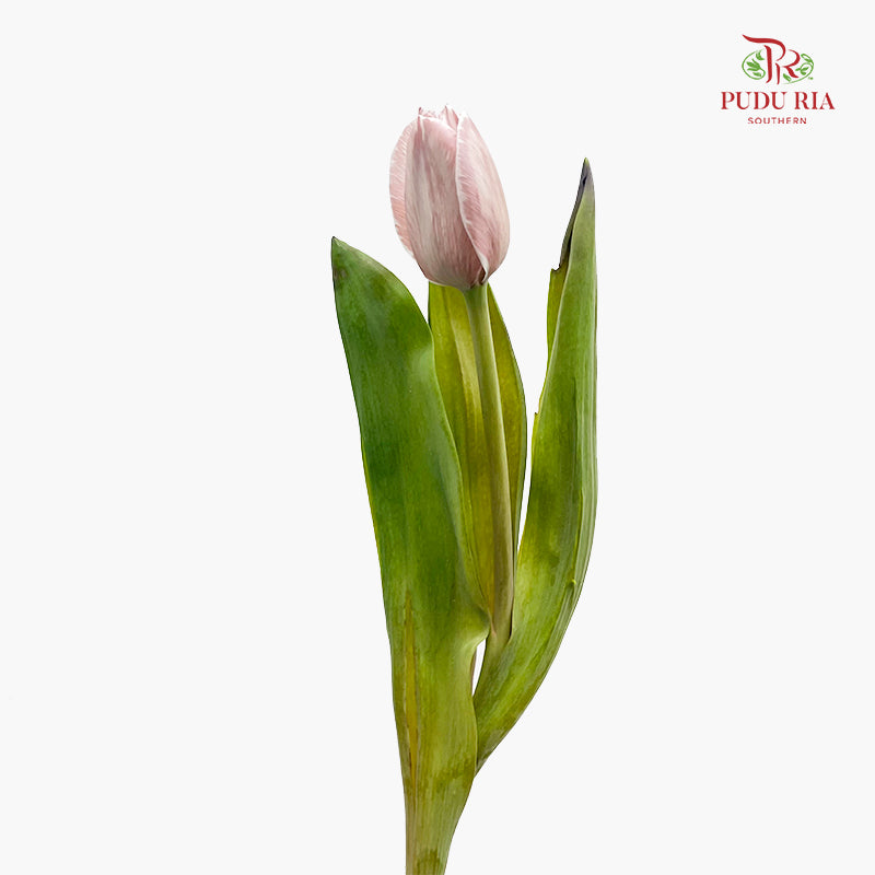 Tulip Dyed Colour Brown 郁金香 - (8-10 Stems)