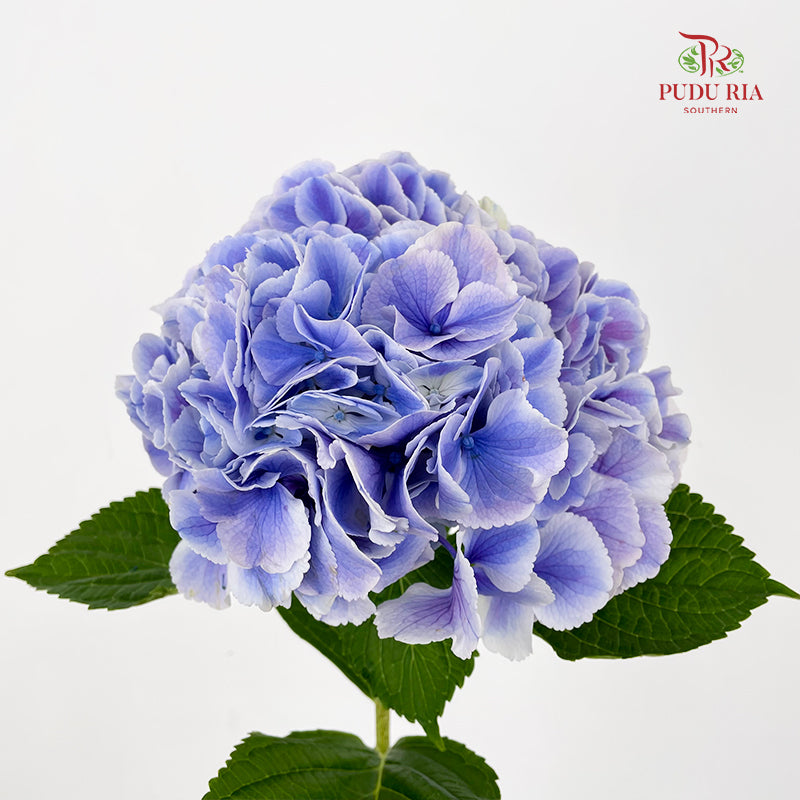 Hydrangea Zixia Celestial 紫霞绣球 - (Per Stem)