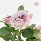 Rose Spray Soft Purple - (8-10 Stems)