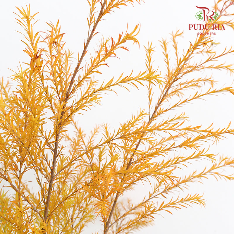 Melaleuca Gold Leaf Orange - (Per Bundle)