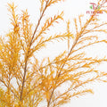 Melaleuca Gold Leaf Orange - (Per Bundle)