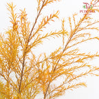 Melaleuca Gold Leaf Orange - (Per Bundle)
