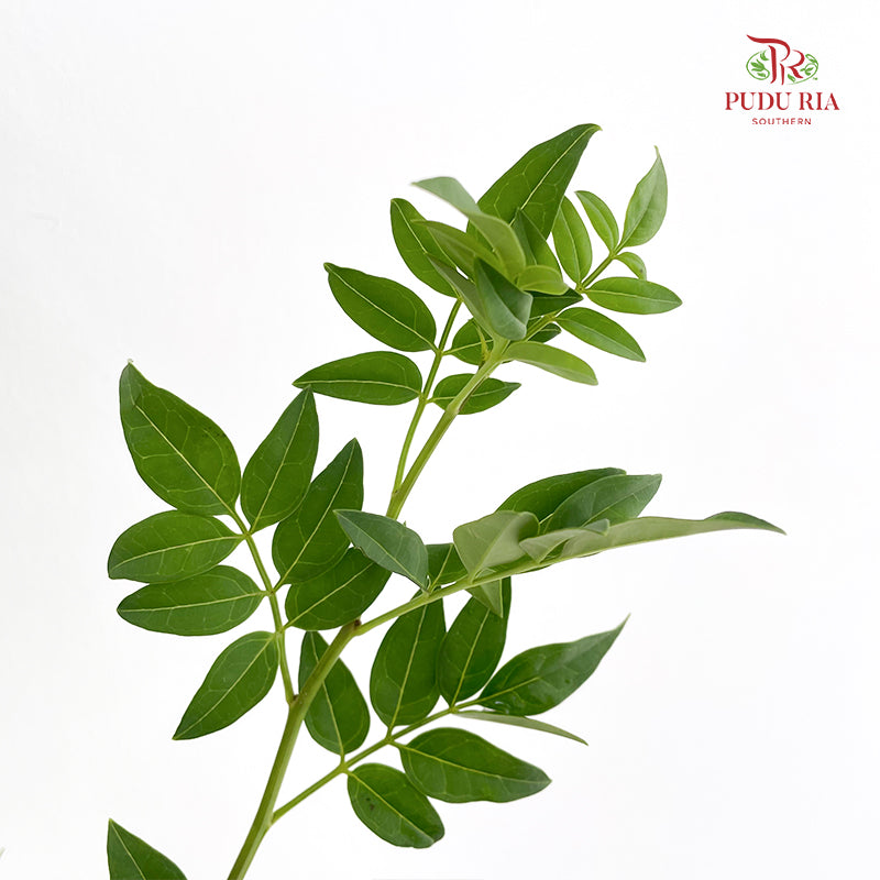 Nine Star leaves - (Per Bundle)