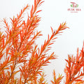 Melaleuca Gold Leaf Red - (Per Bundle)