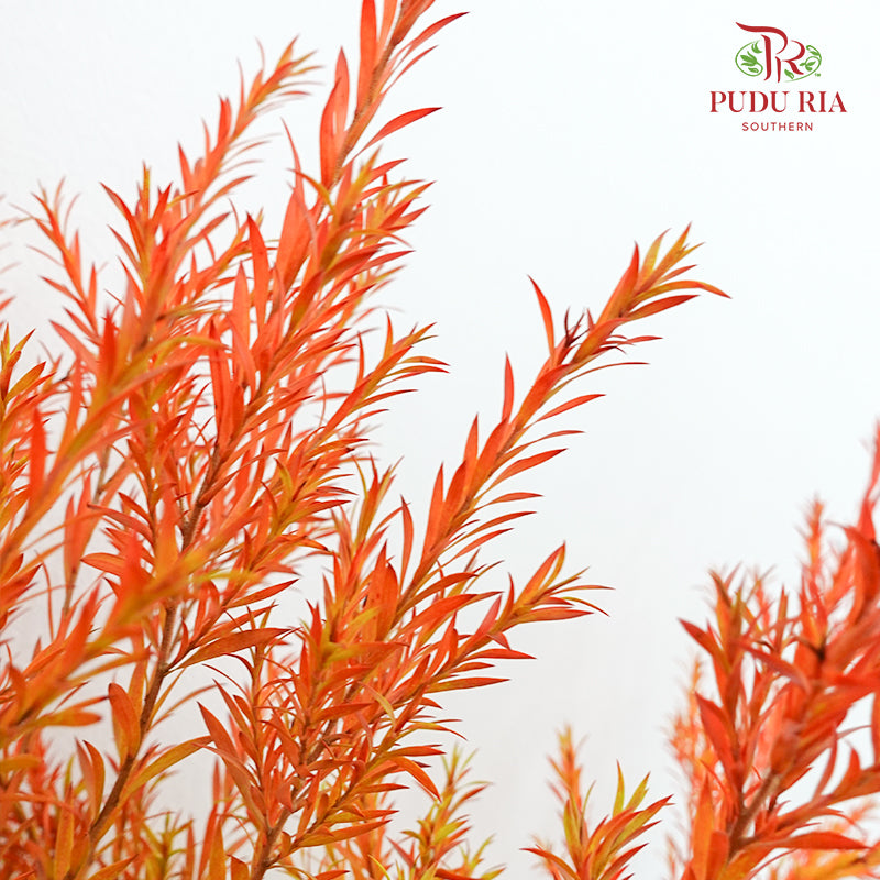 Melaleuca Gold Leaf Red - (Per Bundle)