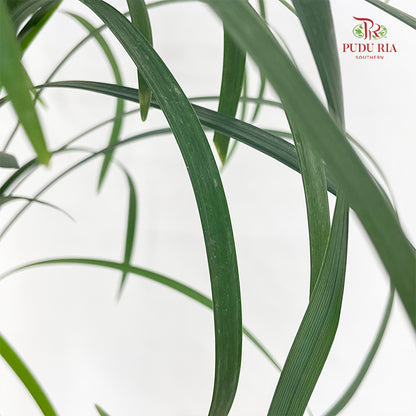 Beargrass Dark green 春兰叶 - (Per Bundle)