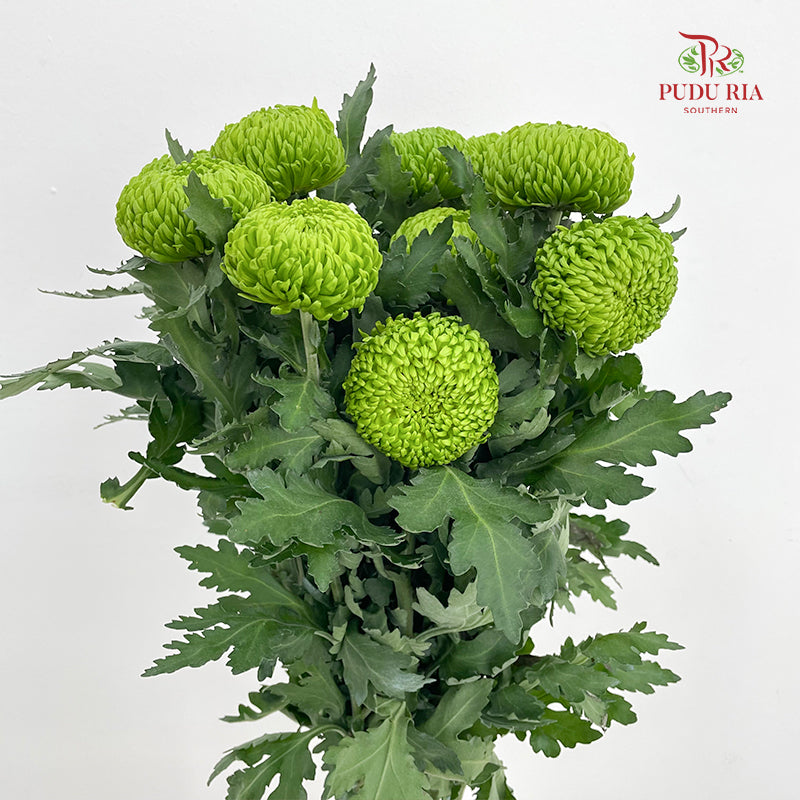 Chrysanthemum Ping Pong Green - (10-12 Stems)