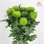 Chrysanthemum Ping Pong Green - (10-12 Stems)