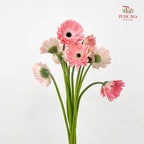 Gerbera Diabolo - (8-10 Stems)