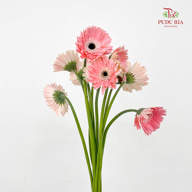 Gerbera Diabolo - (8-10 Stems)
