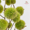 Chestnut - (Per Bundle)