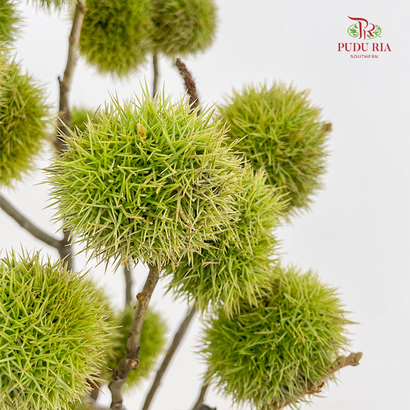 Chestnut - (Per Bundle)