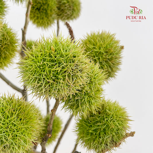 Chestnut - (Per Bundle)