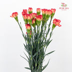 Carnation 康乃馨 Red - (18-20 Stems)