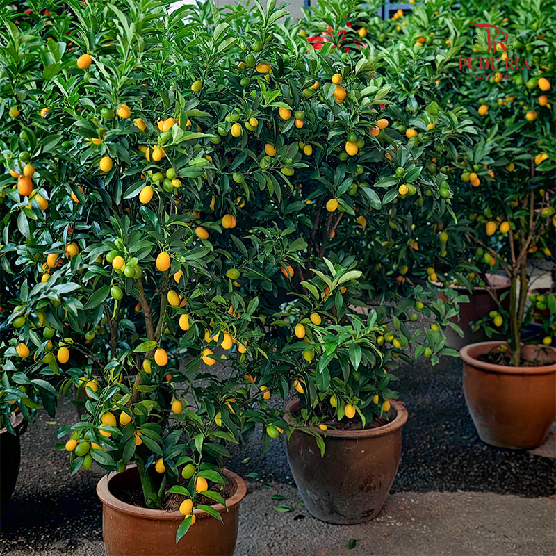 Kumquat Lime Tree 160-170cm