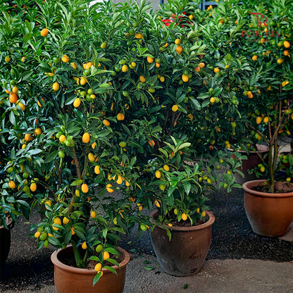 Kumquat Lime Tree 160-170cm